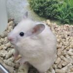 Syrian, royal hamster | Ads Rodents, Animals UHTI Kyiv | photo-35204