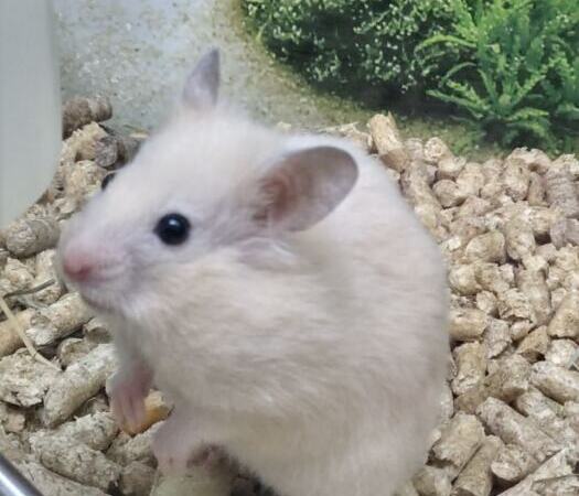 Syrian, royal hamster | Ads Rodents, Animals UHTI Kyiv | photo-35204