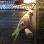 Cockatiel (nymph) — young, baby | Ads Birds, Animals UHTI Kyiv | photo-35230