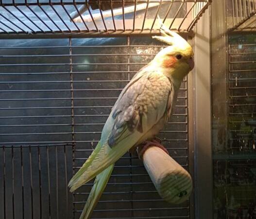 Cockatiel (nymph) — young, baby | Ads Birds, Animals UHTI Kyiv | photo-35230