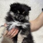 Продам щенков померанского шпица | Объявления Собаки, Животные УХТИ Кременчуг | img_6-35504