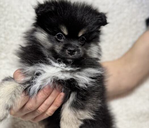 Продам щенков померанского шпица | Объявления Собаки, Животные УХТИ Кременчуг | img_6-35504