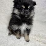 Продам щенков померанского шпица | Объявления Собаки, Животные УХТИ Кременчуг | img_6-35503