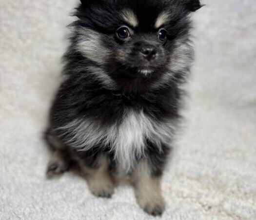 Продам щенков померанского шпица | Объявления Собаки, Животные УХТИ Кременчуг | img_6-35503