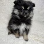 Продам щенков померанского шпица | Объявления Собаки, Животные УХТИ Кременчуг | img_6-35502