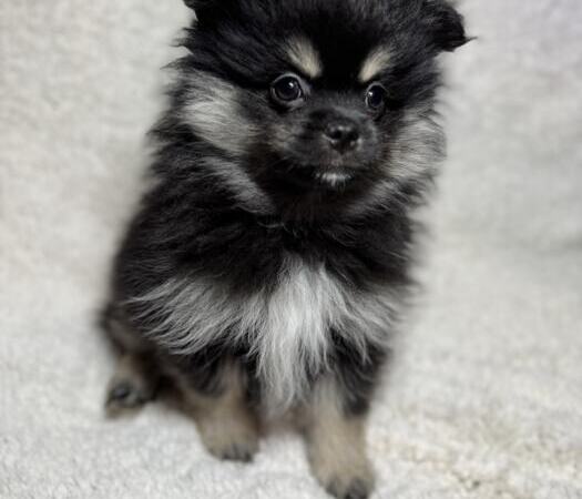 Продам щенков померанского шпица | Объявления Собаки, Животные УХТИ Кременчуг | img_6-35502