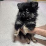 Продам щенков померанского шпица | Объявления Собаки, Животные УХТИ Кременчуг | img_6-35501