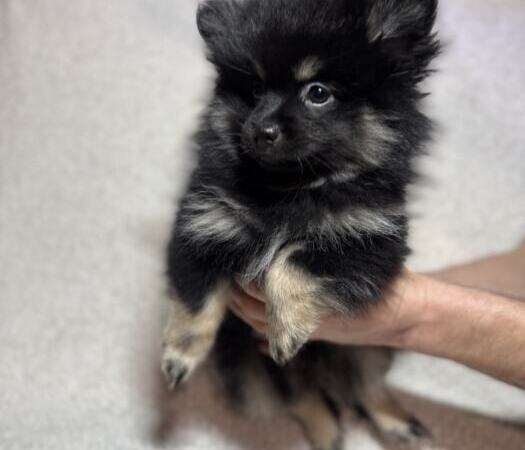 Продам щенков померанского шпица | Объявления Собаки, Животные УХТИ Кременчуг | img_6-35501