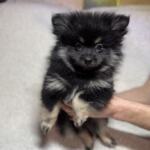 Продам щенков померанского шпица | Объявления Собаки, Животные УХТИ Кременчуг | img_6-35500