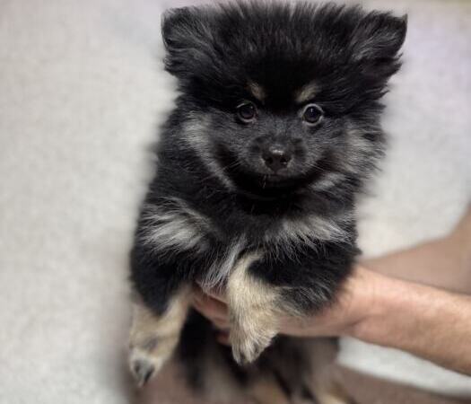Продам щенков померанского шпица | Объявления Собаки, Животные УХТИ Кременчуг | img_6-35500