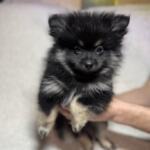 Продам щенков померанского шпица | Объявления Собаки, Животные УХТИ Кременчуг | img_6-35498