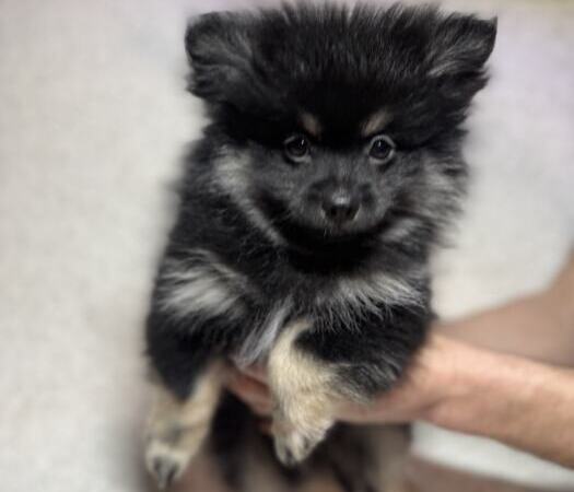 Продам щенков померанского шпица | Объявления Собаки, Животные УХТИ Кременчуг | img_6-35498