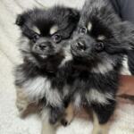 Продам щенков померанского шпица | Объявления Собаки, Животные УХТИ Кременчуг | img_6-35499