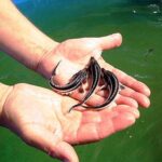 Малек осетра, форель. | Объявления Другое, Работа, Сельское и лесное хозяйство / агробизнес УХТЫ Ирпень | 01-1-36052