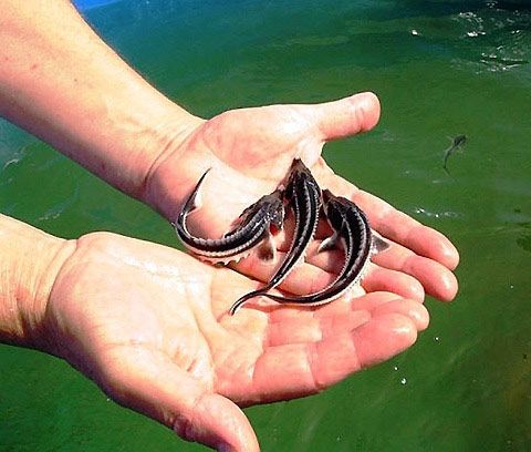 Малек осетра, форель. | Объявления Другое, Работа, Сельское и лесное хозяйство / агробизнес УХТЫ Ирпень | 01-1-36052