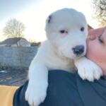 Продам щенков Среднеазиатскую овчарку(алабай) | Объявления Собаки, Животные УХТИ Малин | 1-sob-36027