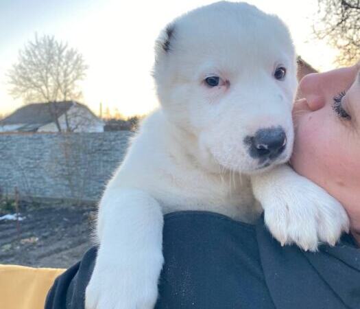 Продам щенков Среднеазиатскую овчарку(алабай) | Объявления Собаки, Животные УХТИ Малин | 1-sob-36027