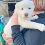 Продам щенков Среднеазиатскую овчарку(алабай) | Объявления Собаки, Животные УХТИ Малин | 2soba-36028