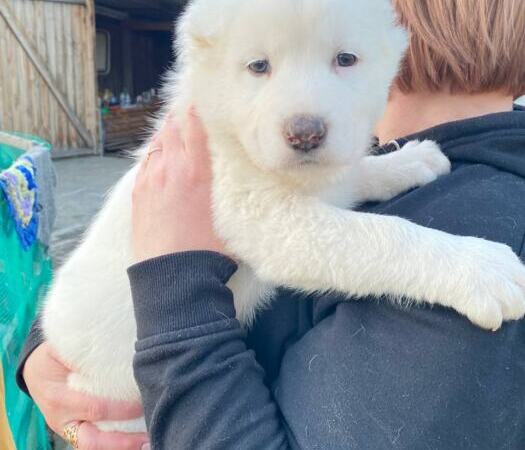 Продам щенков Среднеазиатскую овчарку(алабай) | Объявления Собаки, Животные УХТИ Малин | 2soba-36028