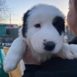 Продам щенков Среднеазиатскую овчарку(алабай) | Объявления Собаки, Животные УХТИ Малин | 3soba-36026