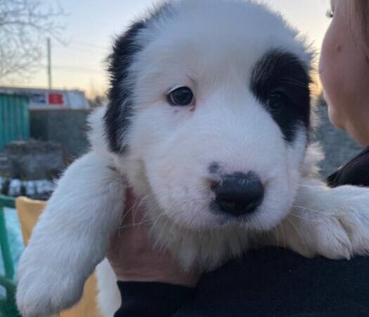 Продам щенков Среднеазиатскую овчарку(алабай) | Объявления Собаки, Животные УХТИ Малин | 3soba-36026