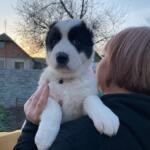 Продам щенков Среднеазиатскую овчарку(алабай) | Объявления Собаки, Животные УХТИ Малин | 4soba-36025