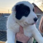 Продам щенков Среднеазиатскую овчарку(алабай) | Объявления Собаки, Животные УХТИ Малин | 5soba-36024