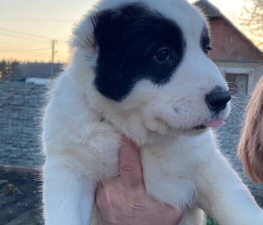 Продам щенков Среднеазиатскую овчарку(алабай) | Объявления Собаки, Животные УХТИ Малин | 5soba-36024