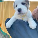 Продам щенков Среднеазиатскую овчарку(алабай) | Объявления Собаки, Животные УХТИ Малин | 6soba-36023