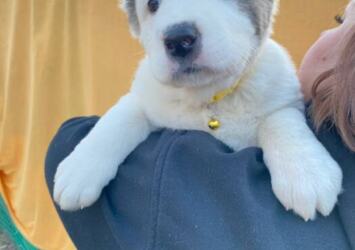 Selling puppies Central Asian Shepherd Dog (Alabai) | Ads Dogs, Animals Ukhti Malin | 6soba-36023