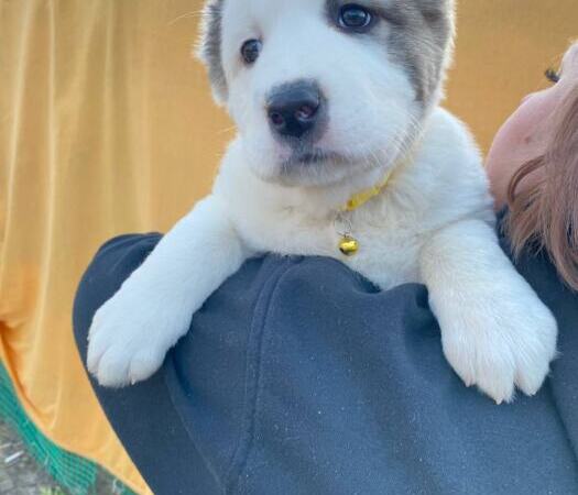 Продам щенков Среднеазиатскую овчарку(алабай) | Объявления Собаки, Животные УХТИ Малин | 6soba-36023