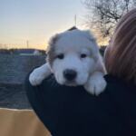 Продам щенков Среднеазиатскую овчарку(алабай) | Объявления Собаки, Животные УХТИ Малин | 7soba-36022