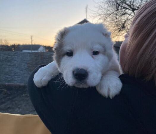 Продам щенков Среднеазиатскую овчарку(алабай) | Объявления Собаки, Животные УХТИ Малин | 7soba-36022